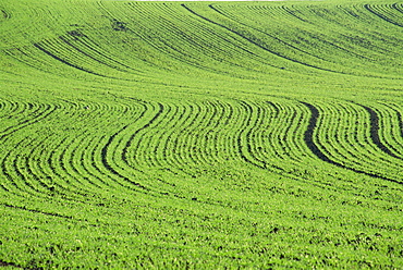 Abstract landscape of a green field