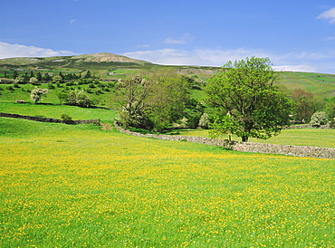 Wild flower meadow, Swaledale, Yorkshire Dales National Park, North Yorkshire, England, UK, Europe