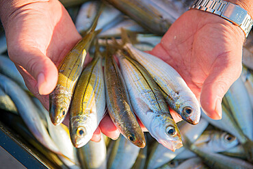 Sardines fresh in from the catch, Kalamies Beach, Protaras, Cyprus, Mediterranean, Europe