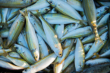 Sardines fresh in from the catch, Kalamies Beach, Protaras, Cyprus, Mediterranean, Europe