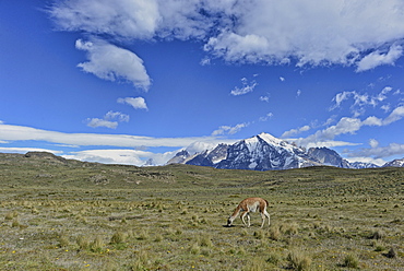 Guanaco (Lama guanicoe) Torres del Paine National Park, Patagonia, Chile