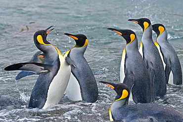 King Penguins (Aptenodytes patagonicus)