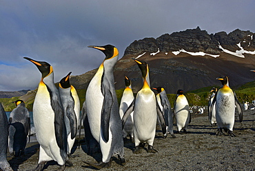 King Penguins (Aptenodytes patagonicus)