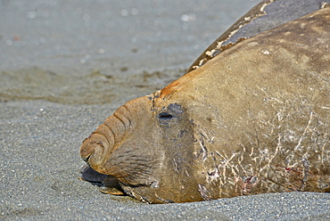 Elephant seal (Mirounga leonina), Right Whale Bay