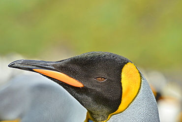 King Penguins (Aptenodytes patagonicus)