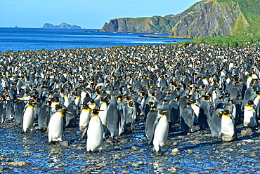 King Penguins (Aptenodytes patagonicus)