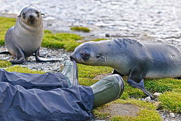 Antarctic fur seal baby (Arctocephalus gazella) interacting with a photographer, Stromness Bay in South Georgia