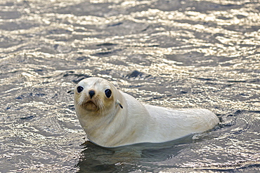 Blond or gold morph Antarctic Fur Seal (Arctocephalus gazella), Stromness Bay in South Georgia