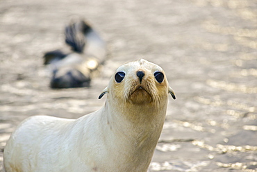 Blond or gold morph Antarctic Fur Seal (Arctocephalus gazella), Stromness Bay in South Georgia