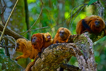 Golden Lion Tamarin (Leontopithecus rosalia) endangered species, Atlantic Forest, Rio De Janeiro, Brazil