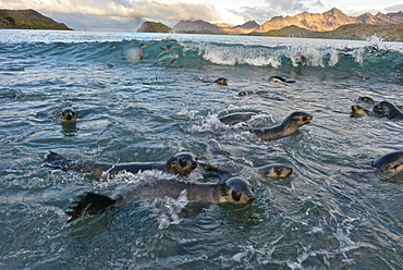 Antarctic fur seal (Arctocephalus gazella), Stromness Bay in South Georgia