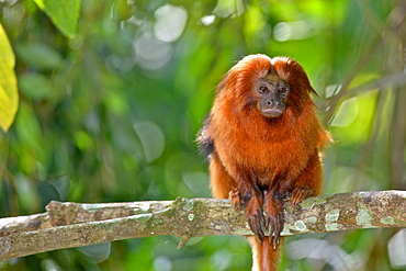 Golden Lion Tamarin (Leontopithecus rosalia) endangered species, Atlantic Forest, Rio De Janeiro, Brazil