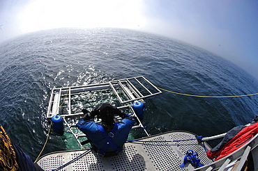 Farallon Islands, Great white shark diving paradise, San Francisco, California, United States of America