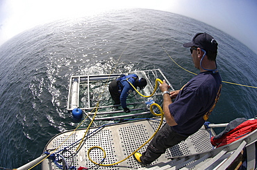 Farallon Islands, Great white shark diving paradise, San Francisco, California, United States of America