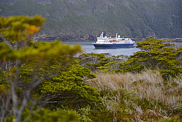 National Geographic / Lindblad Explorer, Isla de Los Estados (Staten Island), Tierra del Fuego, Argentina