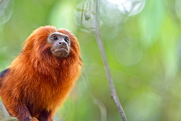 Golden Lion Tamarin (Leontopithecus rosalia) endangered species, Atlantic Forest, Rio De Janeiro, Brazil