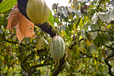 Cacao Plantation, Ilheus, São Jorge dos Ilhéus, Brazil