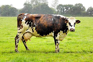 Normande cows.