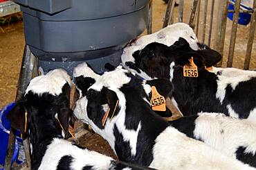 Holstein Fresian calves.