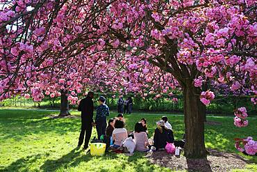 Cherry blossoms in Sceaux Park.