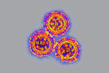 Coronavirus