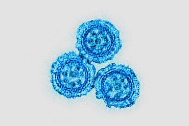 Coronavirus