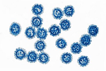 Coronavirus