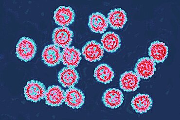 Coronavirus