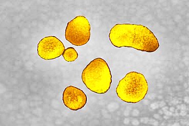 Prevotella bacteria