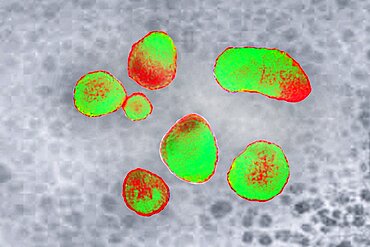 Prevotella bacteria