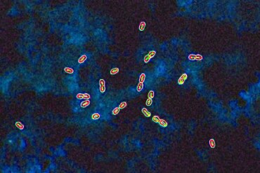 Pneumococcal bacteria