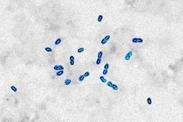 Pneumococcal bacteria