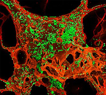 Mers coronavirus particles