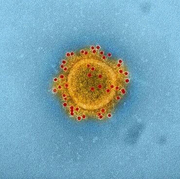 Mers coronavirus particle