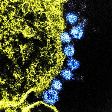 Mers virus particles