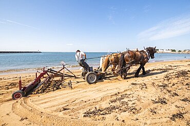 Cleaning of the beach with a horse and carriage.