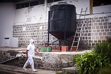 Worker walking past the Whey container at the cheese factory at Hacienda Zuleta, Imbabura, Ecuador, South America