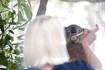 Volunteer Feeding a Rescued Koala Bear at the Koala Bear Sanctuary, Port Macquarie, Gold Coast of Australia