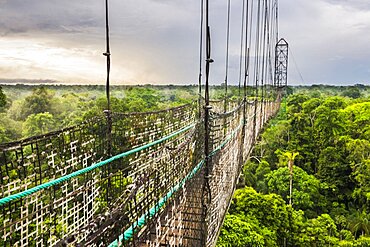 Jungle Canopy Walk in Amazon Rainforest at Sacha Lodge, Coca, Ecuador, South America