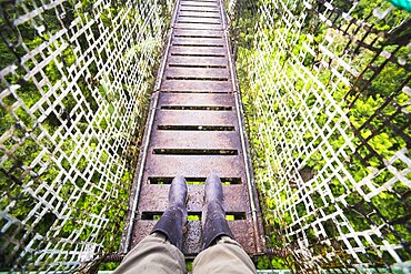 Amazon Rainforest Canopy Walk at Sacha Lodge, Coca, Ecuador, South America