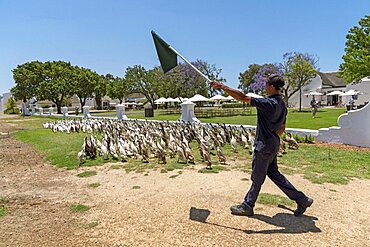 Faure near Stellenbosch, Western cape, South Africa. Indian Runner ducks being herded. They are used in the vines to control snails and pests and on parade for tourists.