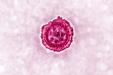 Coronavirus, virus of the family Coronaviridae and of the subfamily Orthocoronavirinae. View from a transmission electron microscopy (TEM) image