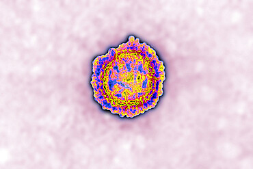 Coronavirus, virus of the family Coronaviridae and of the subfamily Orthocoronavirinae. View from a transmission electron microscopy (TEM) image