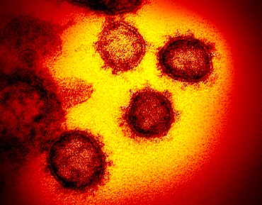 Coronavirus covid-19