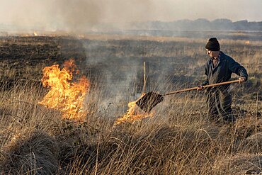 Bursdon Moor, Hartland, North Devon, England, UK, Man using a rubber fire beater tool at the annual burning of gorse and scrub