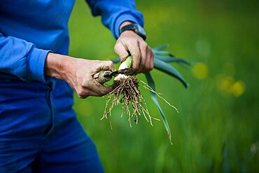 Organic farming