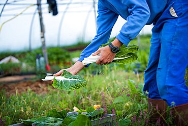 Organic farming