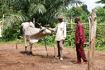 Cattle ranch.