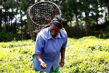 Margaret Nderitu, a client of KWFT microcredit, picking tea. She has been with KWFT since 2005, and has reimbursed more than 10 loans (school fees, business, hospital & farming loans)