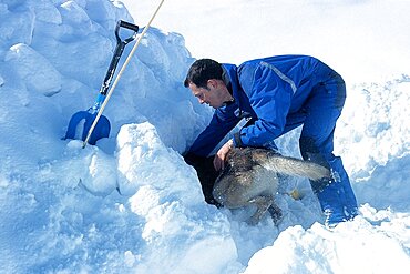 Police Rescue With Avalanche Search Dog